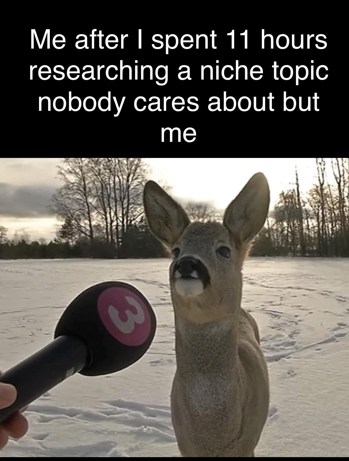 niche research rabbit