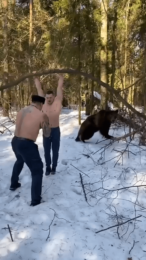 Open bear training comrade