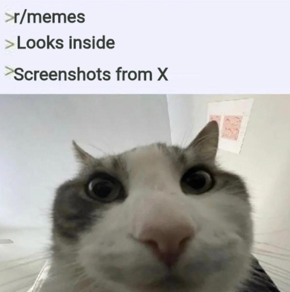 Open cat meme screengrab