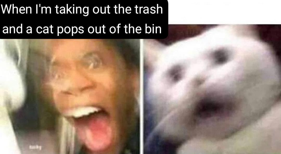 Open cat trash reveal