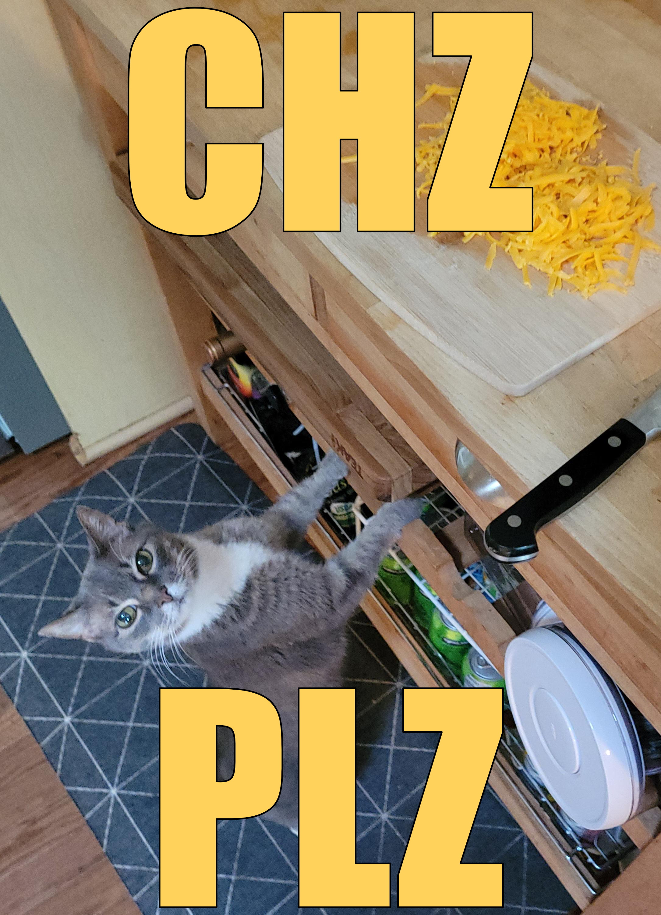 Open cheese pleading cat