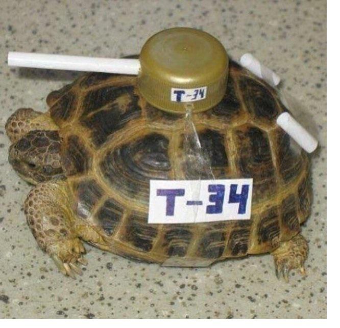 Open comrade turtle evolution