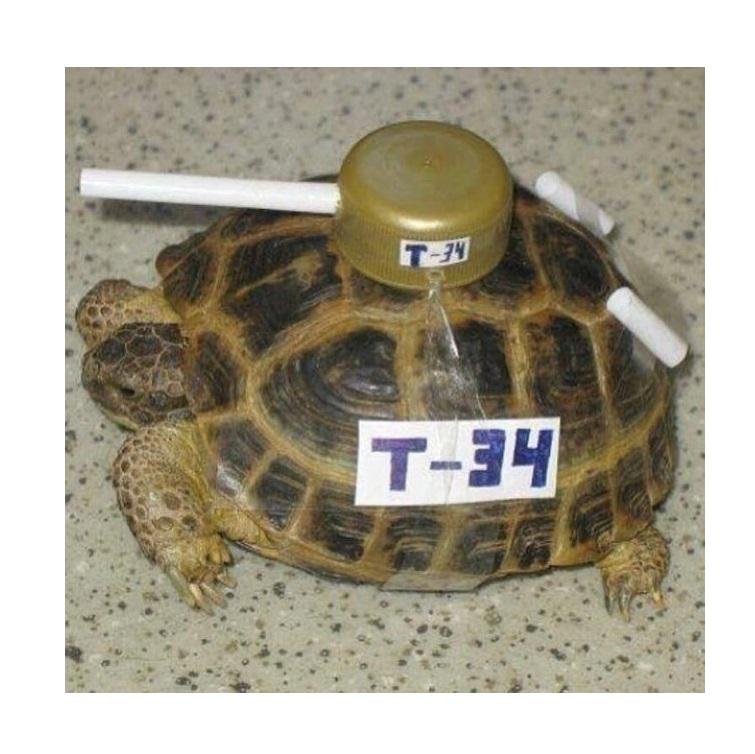 Open comrade turtle evolution