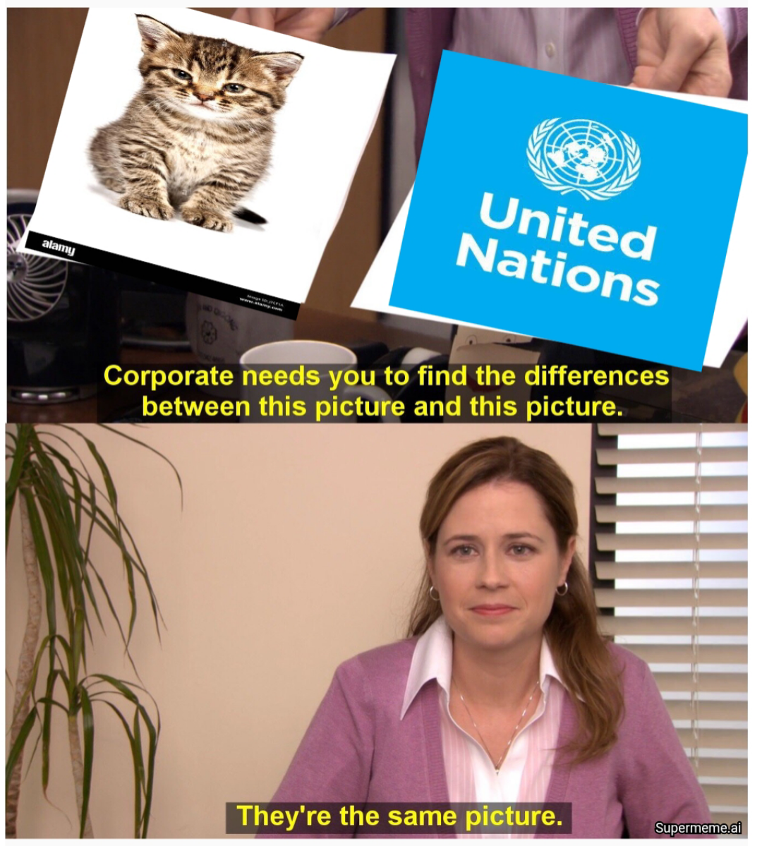 Open confused cat united nations