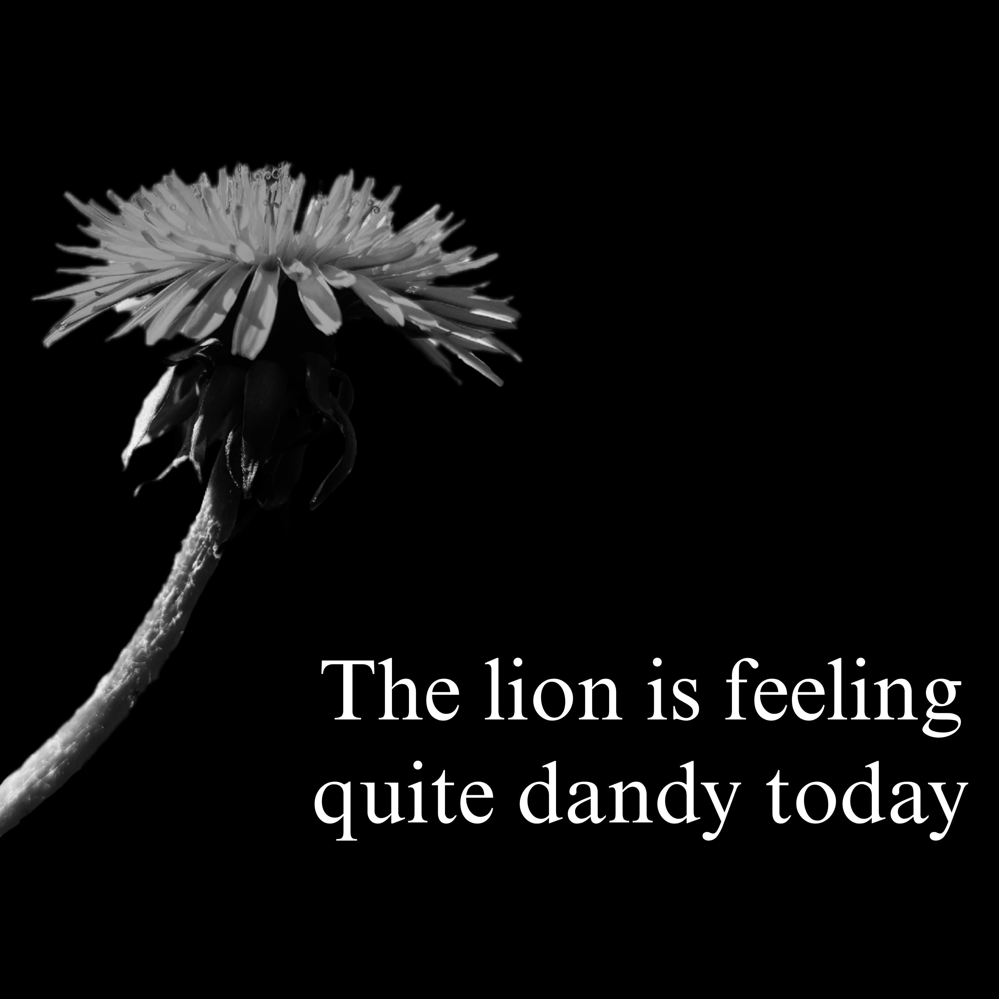 Open dandelion lion confidence