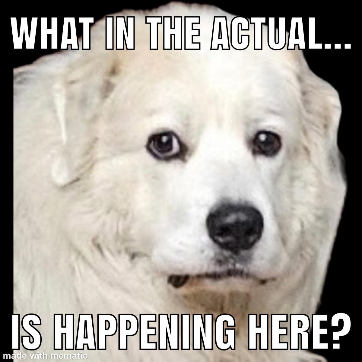 Open dog confused expression