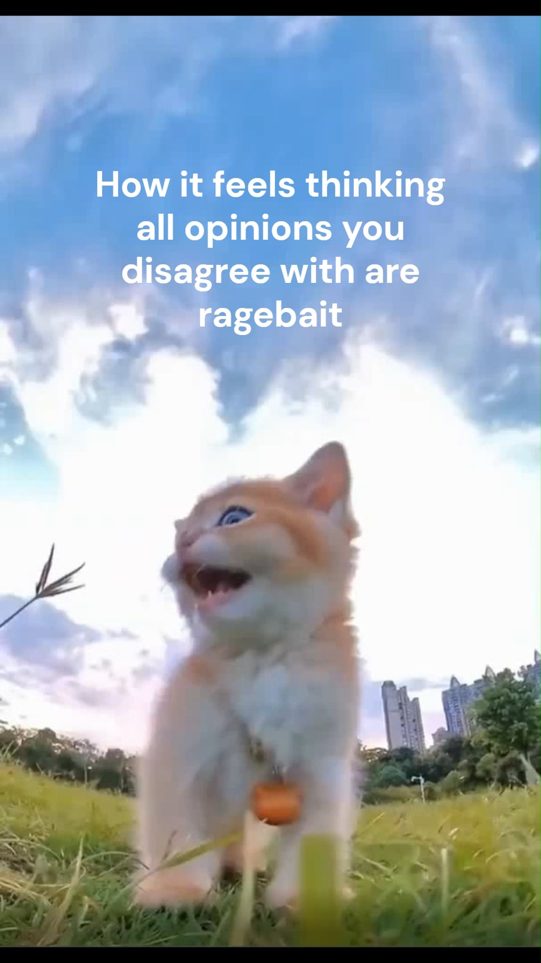 Open dog disagree ragebait