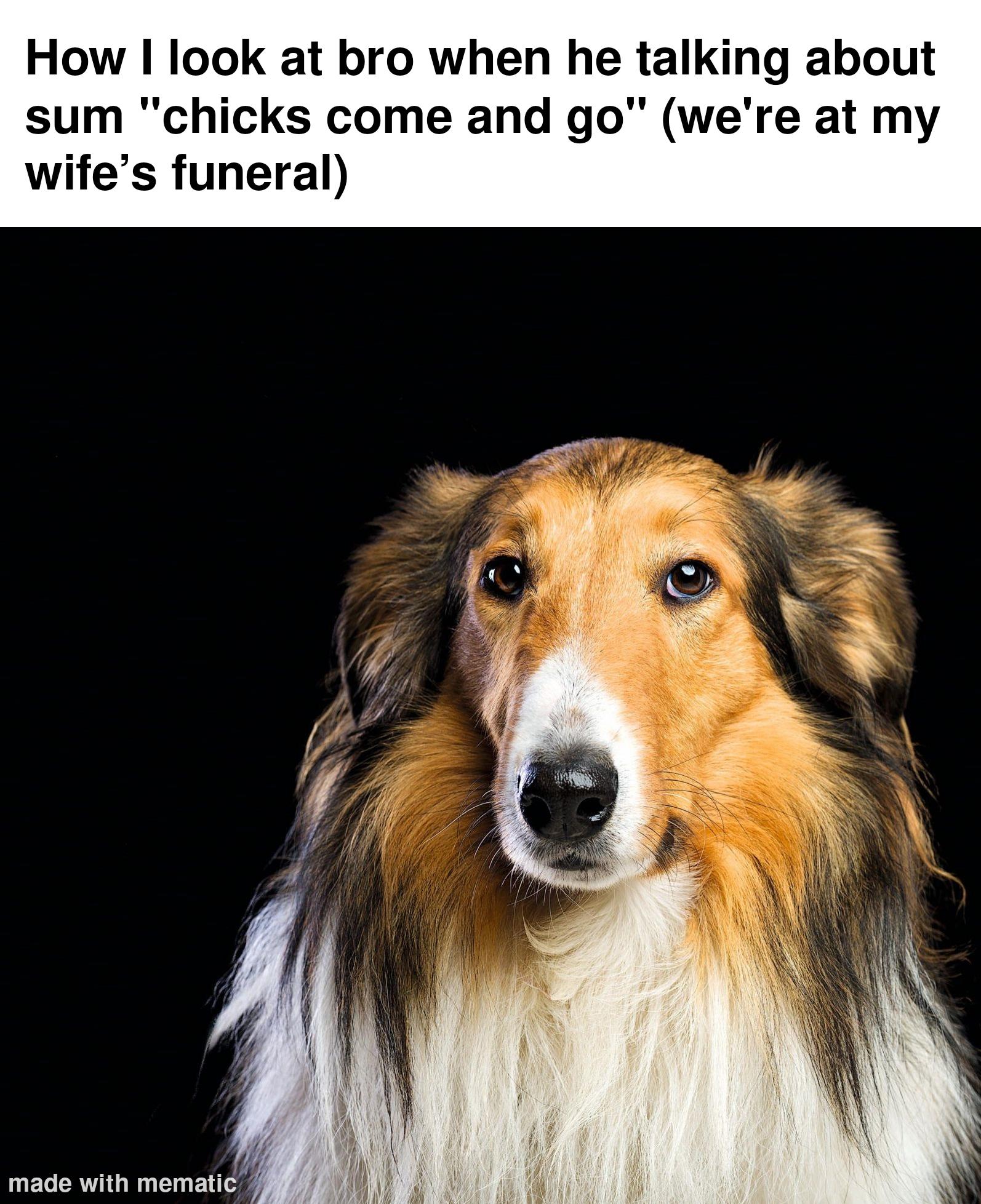 Open dog funeral reaction