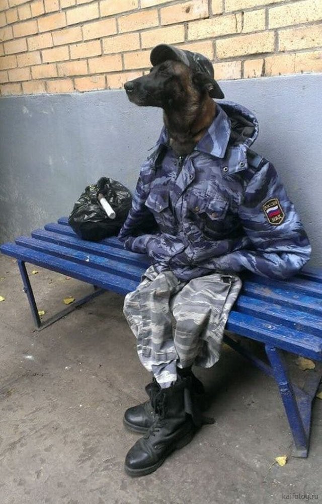 Open dog in uniform soldier