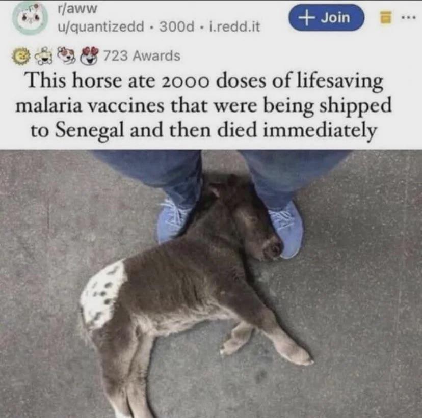 Open dog vaccine overdose