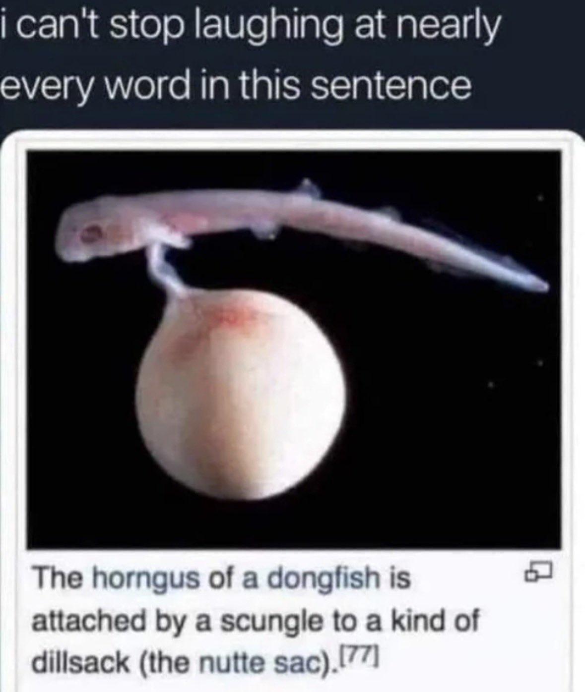 Open dongfish egg caption