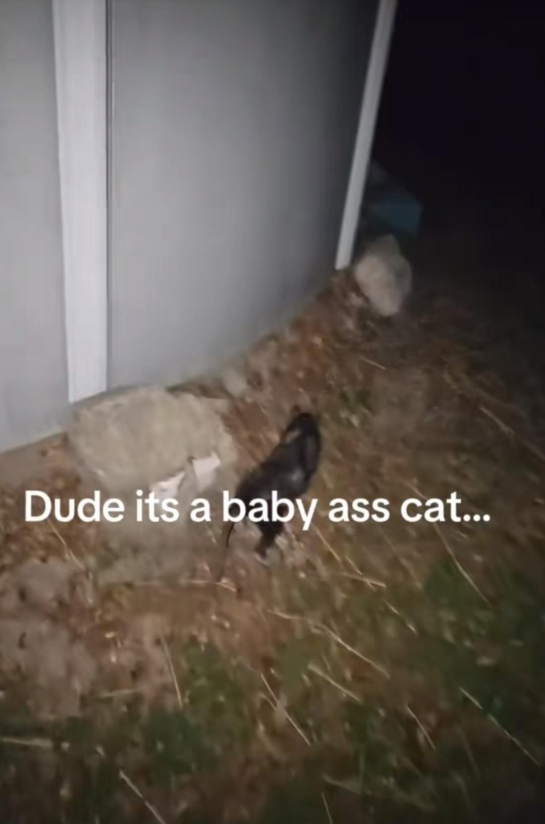 Open dude its a baby ass cat