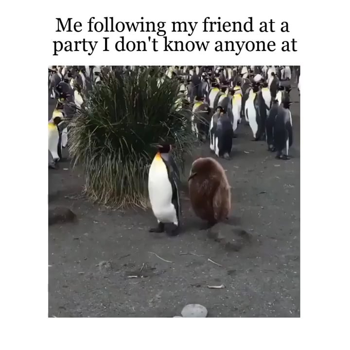 Open following friend party