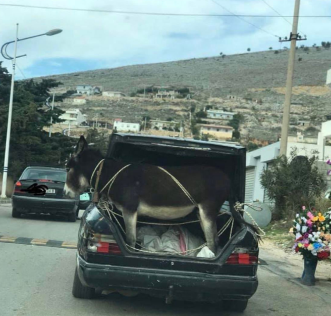 Open horse in mercedes trunk