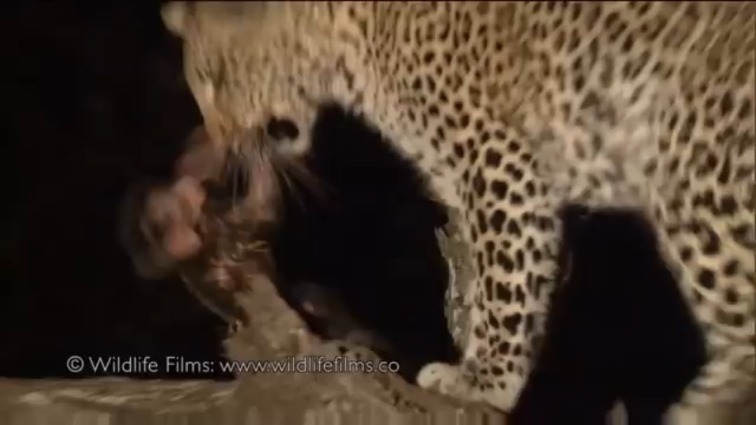 Open leopard cares monkey