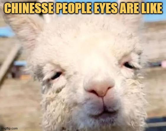 Open llama eyes like