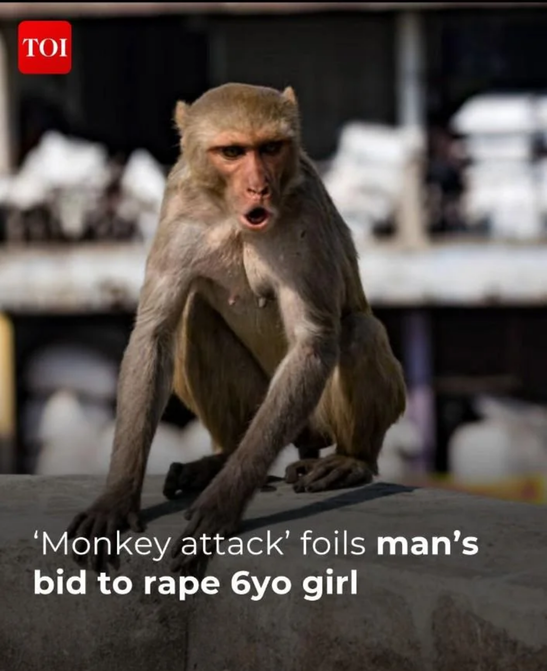 Open monkey attack foils man