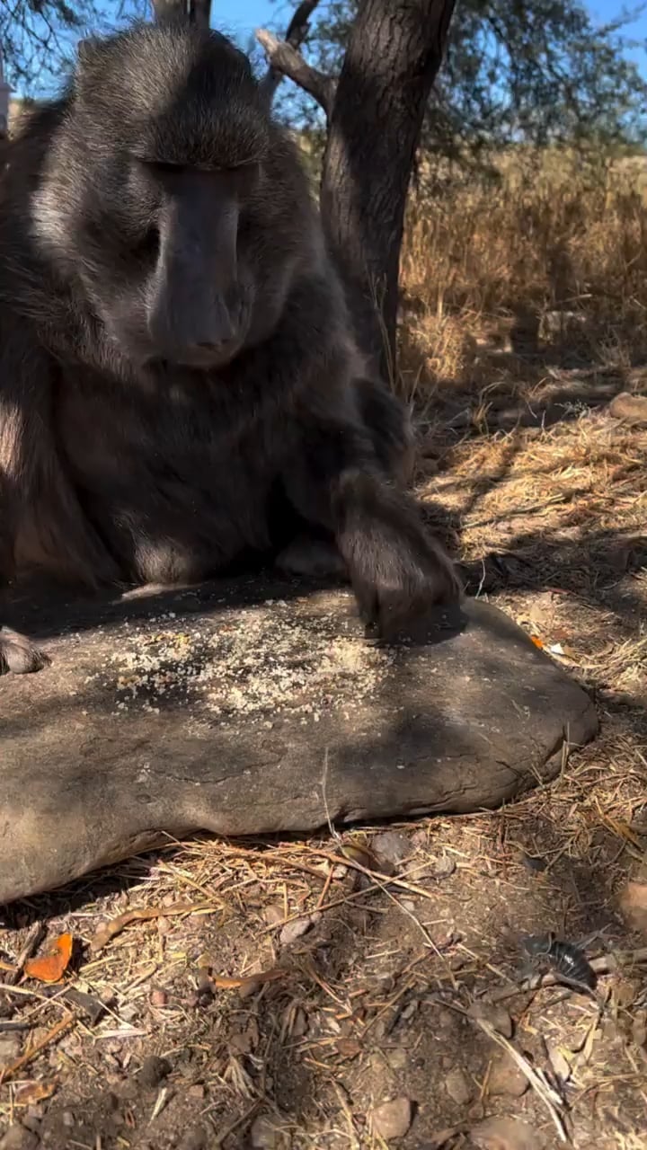 Open monkey guarding snacks