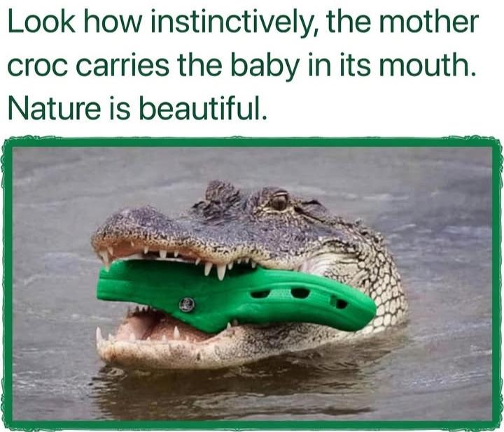 Open mother croc carrying baby