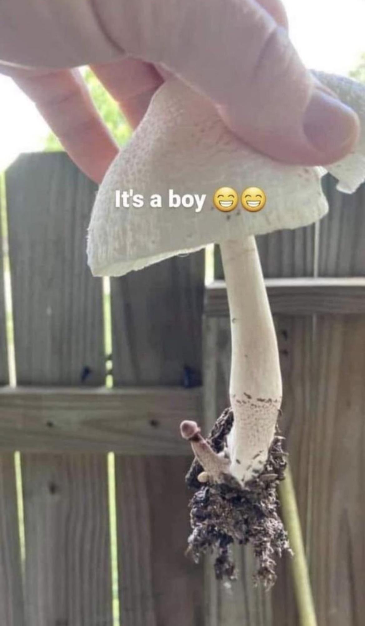 Open mushroom it s a boy