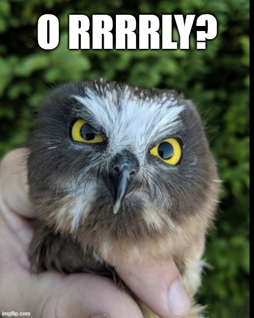 Open owl questioning