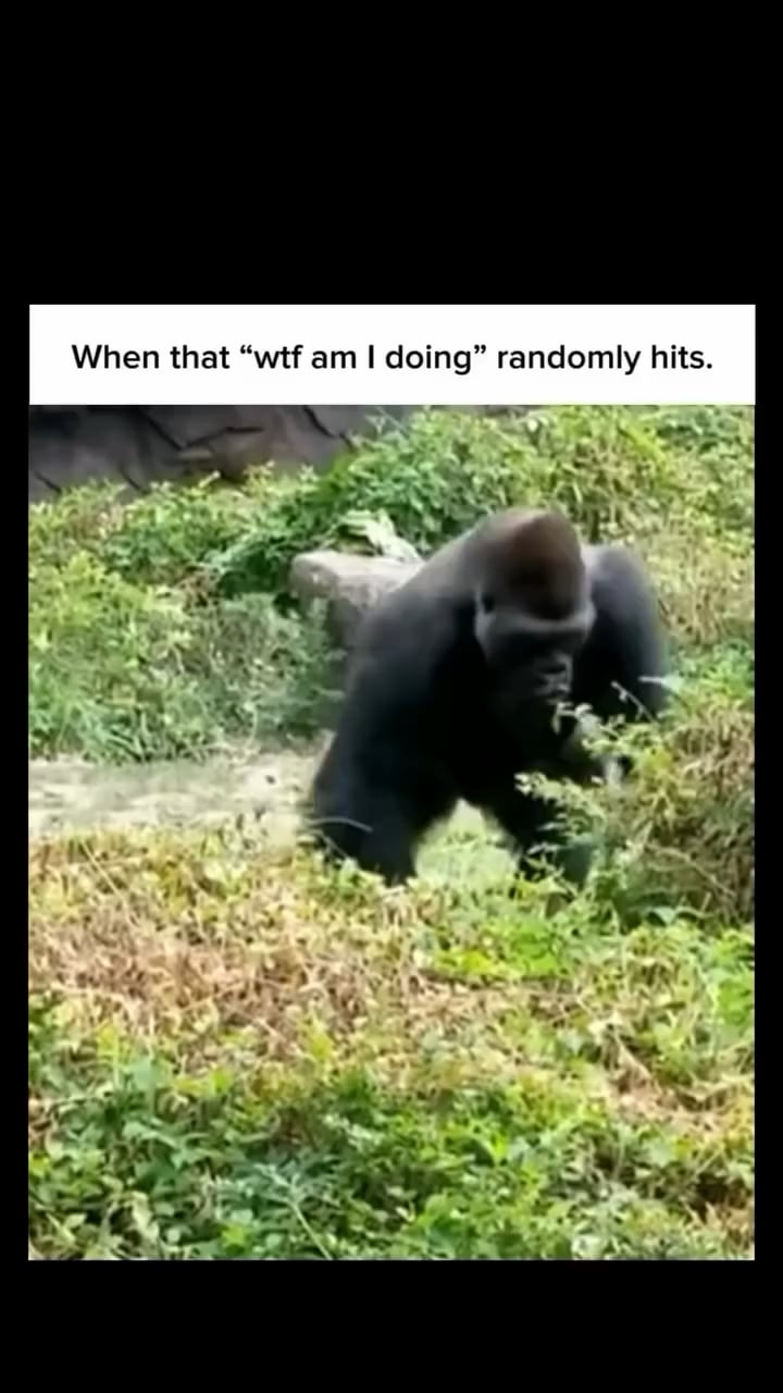 Open random primate encounter