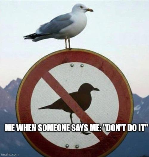 Open seagull forbidden action