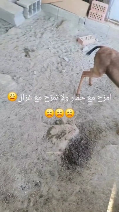 Open shocked dog stare