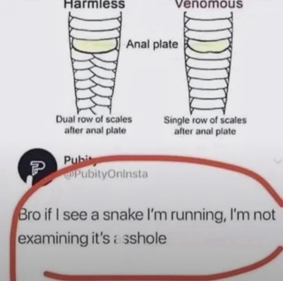 Open snake scales comparison