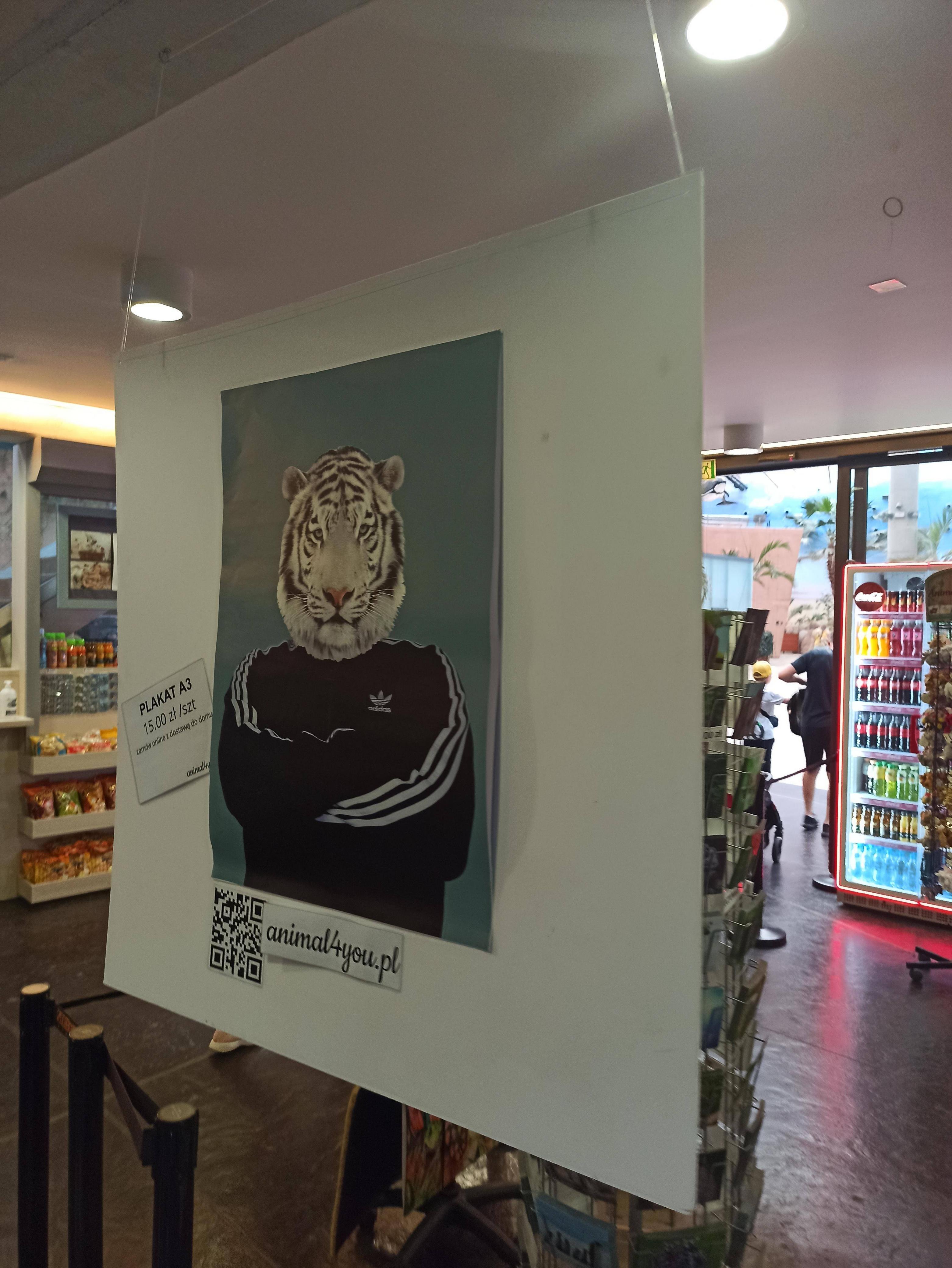 Open tiger slav poland