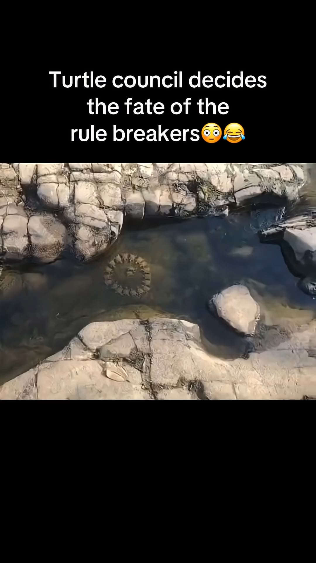 Open turtle councils judgment