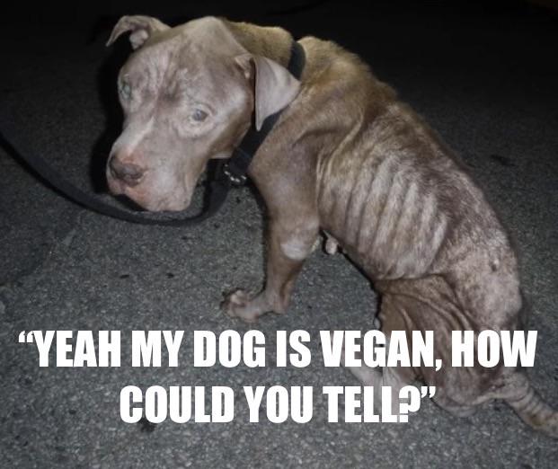 Open vegan dog owner confusion
