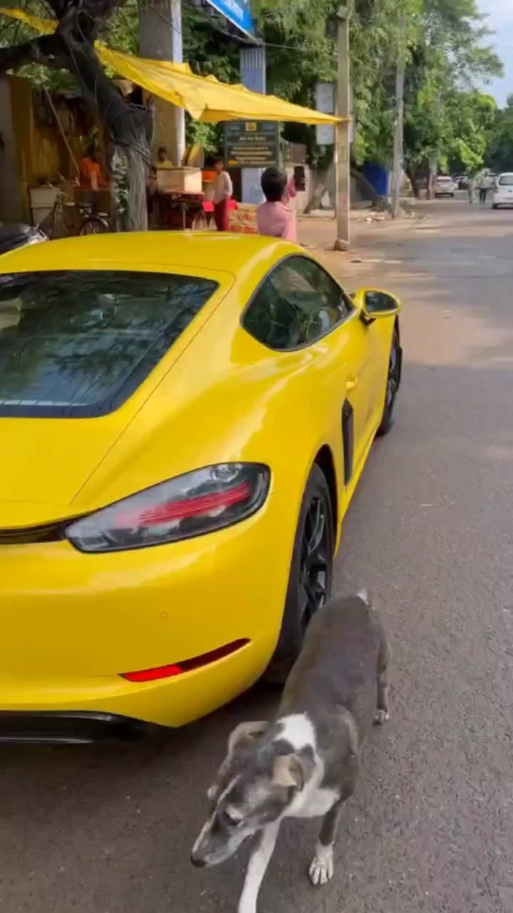 Open yellow car dog stare